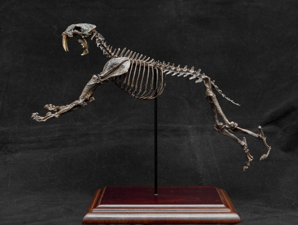1/20 Smilodon Skeleton Model