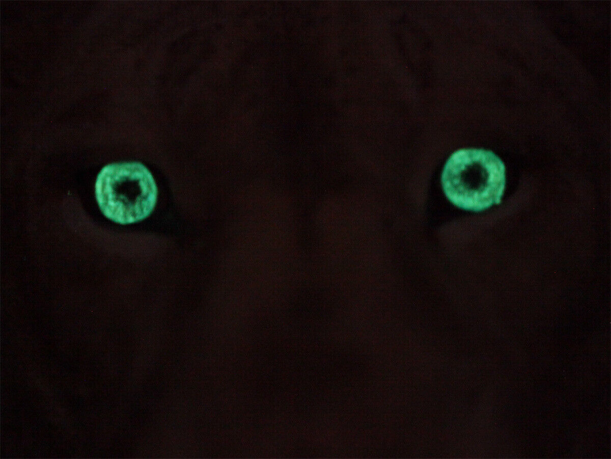 1/2 Lioness Head Statue