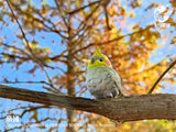 Animal Planet Birds 2.0 Blind Box Model