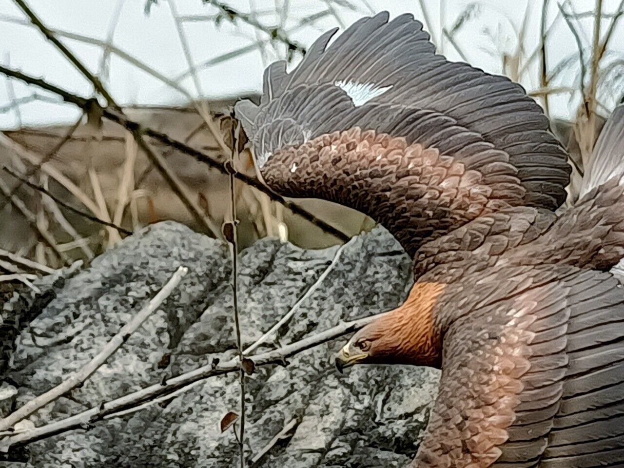 Aquila chrysaetos VS Vulpes Vulpes Model