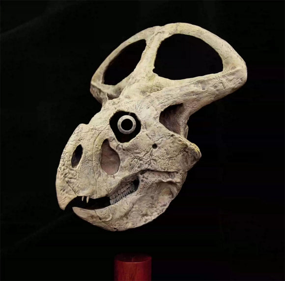 VWUVWU 1/3 Protoceratops Skull Model