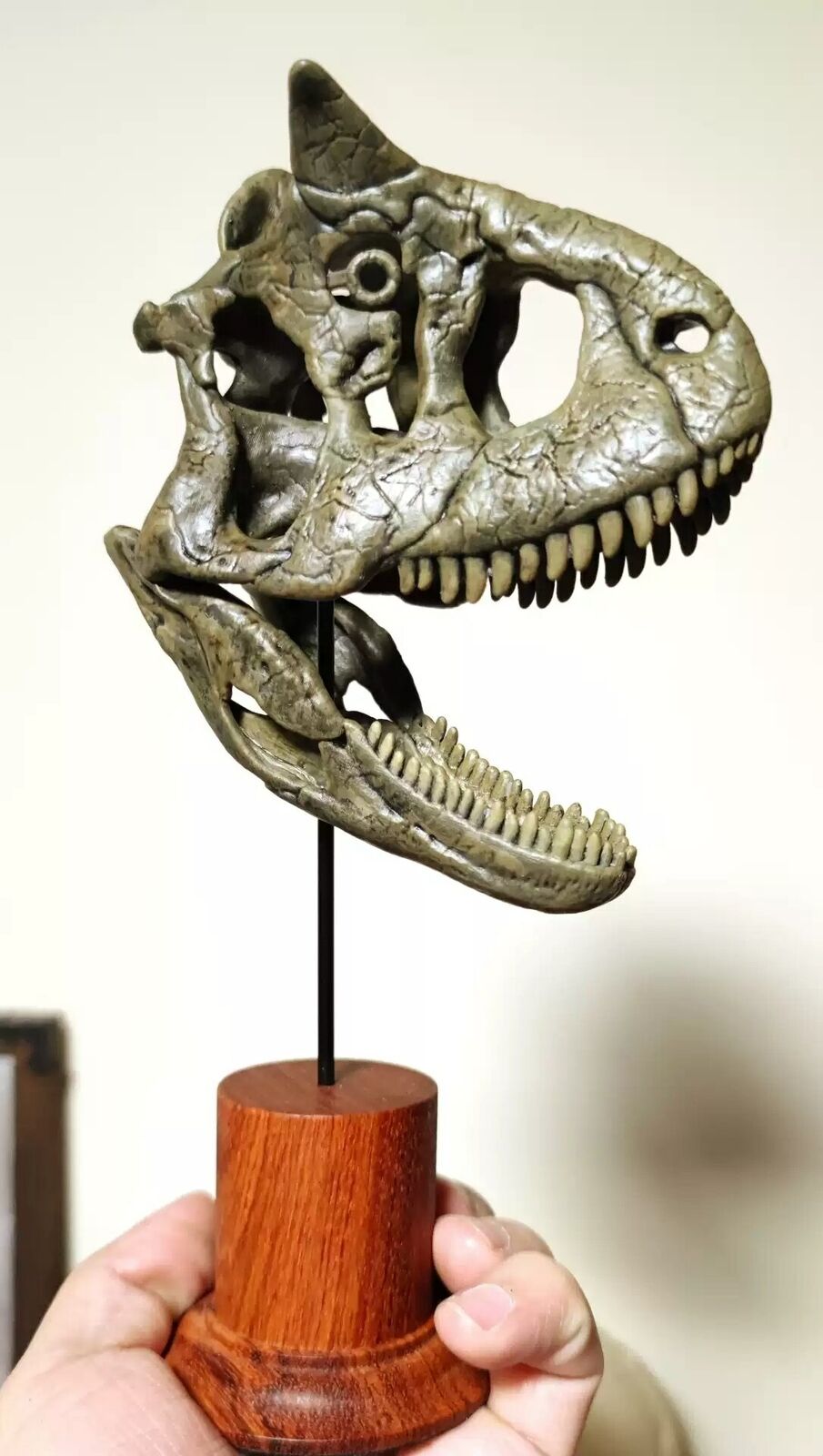 Carnotaurus Skull Model