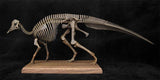 VWUVWU 1/20 Hypacrosaurus Skeleton Model