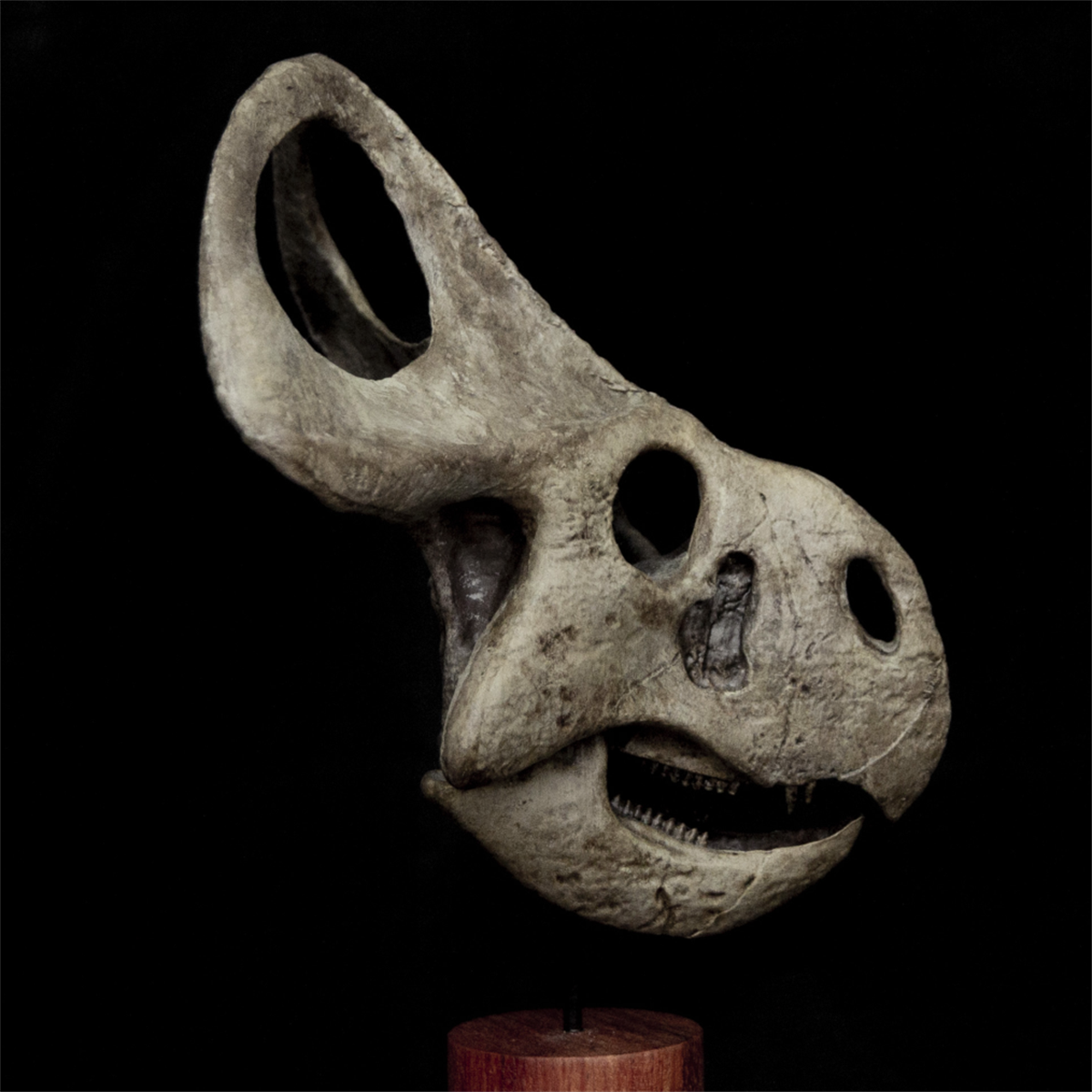 Protoceratops Skull Model