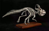VWUVWU 1/4 Protoceratops Skeleton Model