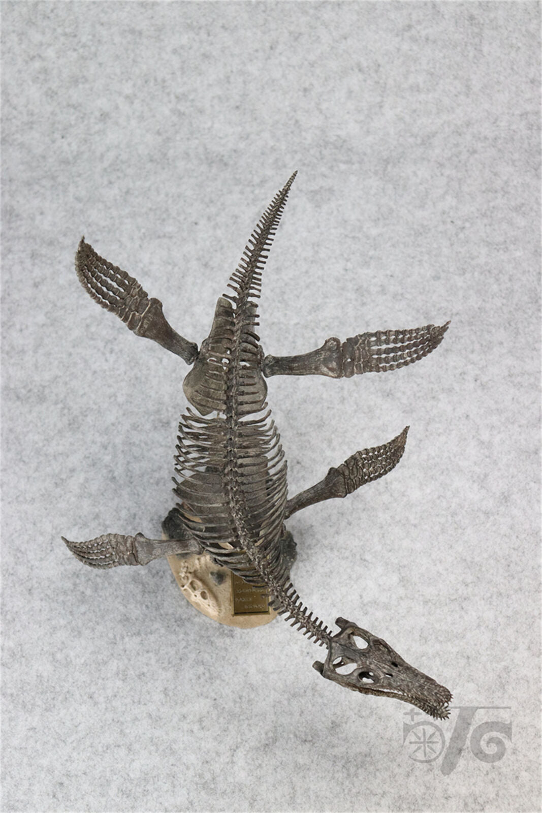 1/20 Pliosaurus Skeleton Model