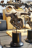 Nasutoceratops titusi Skull Model