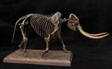 VWUVWU 1/18 Mammut Americanum Skeleton Model