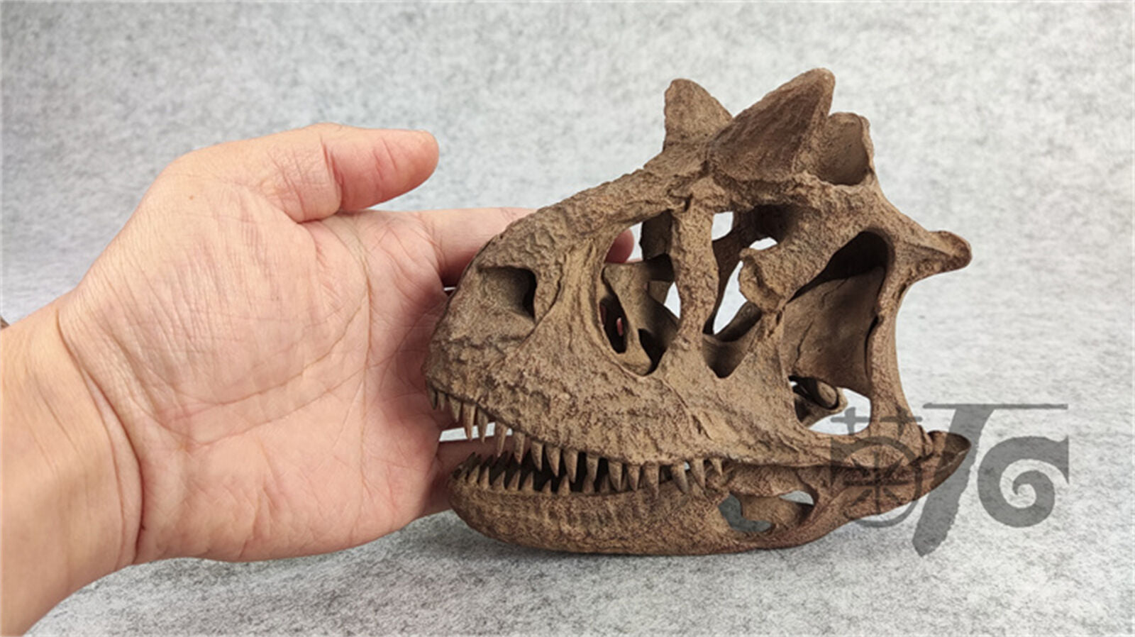 1/4 Carnotaurus Skull Skeleton Model