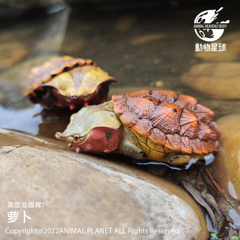 Animal Planet 08 Turtle Blind Box Model