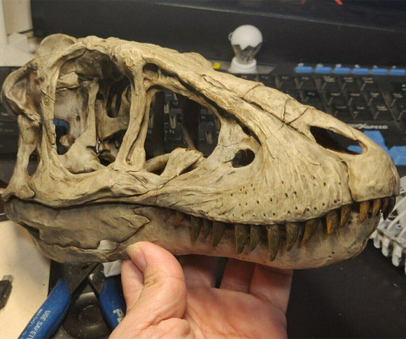 1/1 T-Rex Skull Model