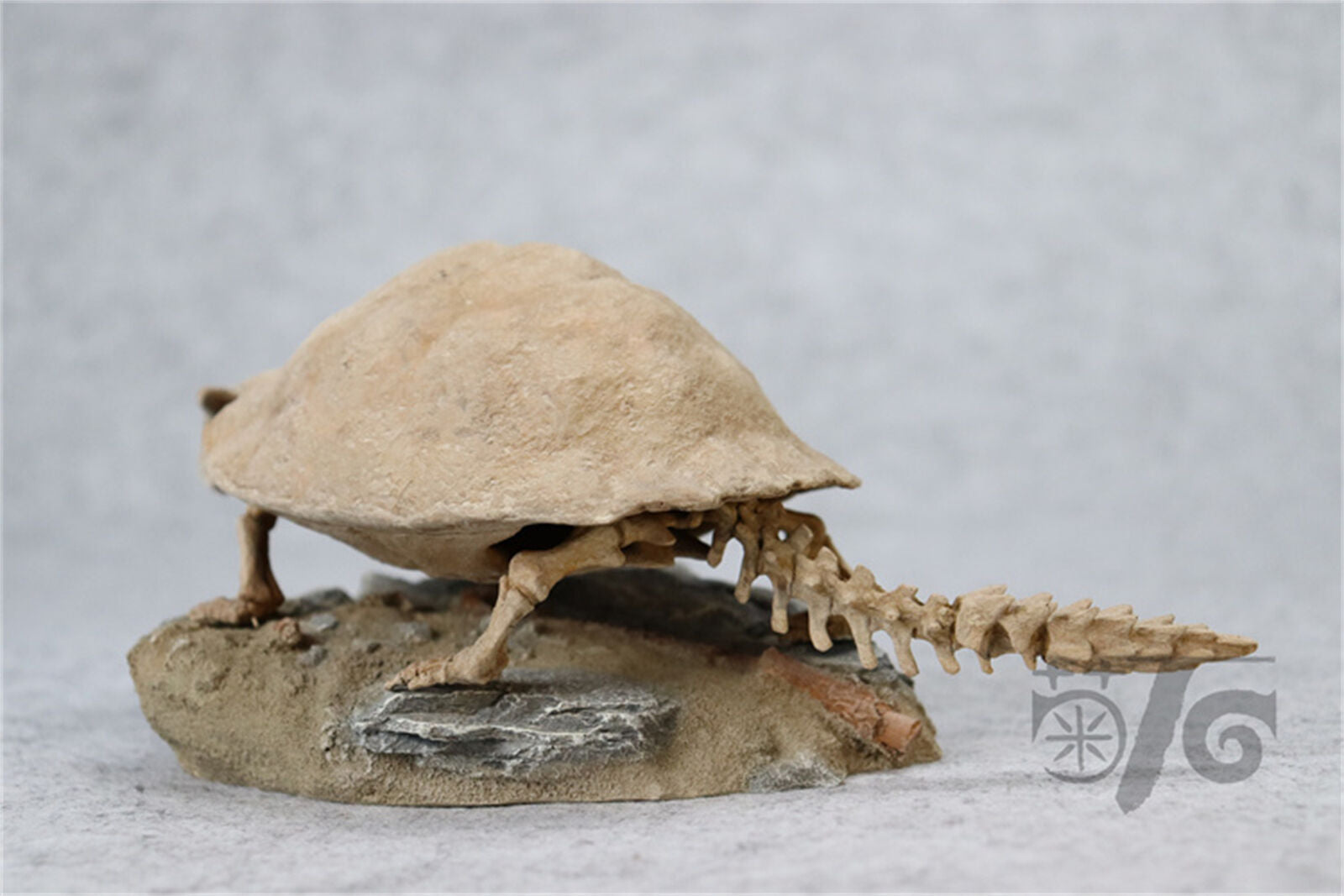 1/10 Meiolania Skeleton Model