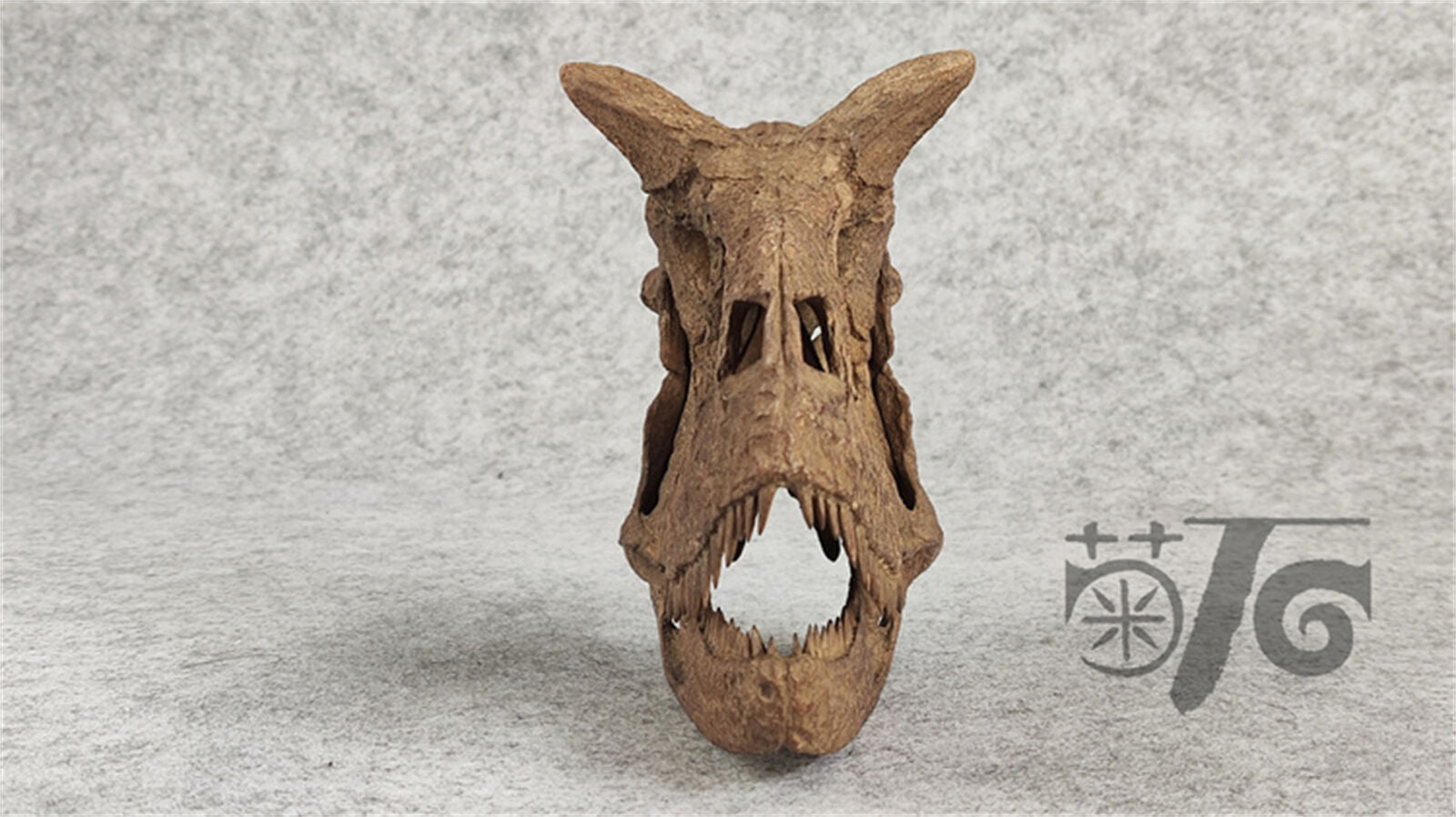 1/4 Carnotaurus Skull Skeleton Model