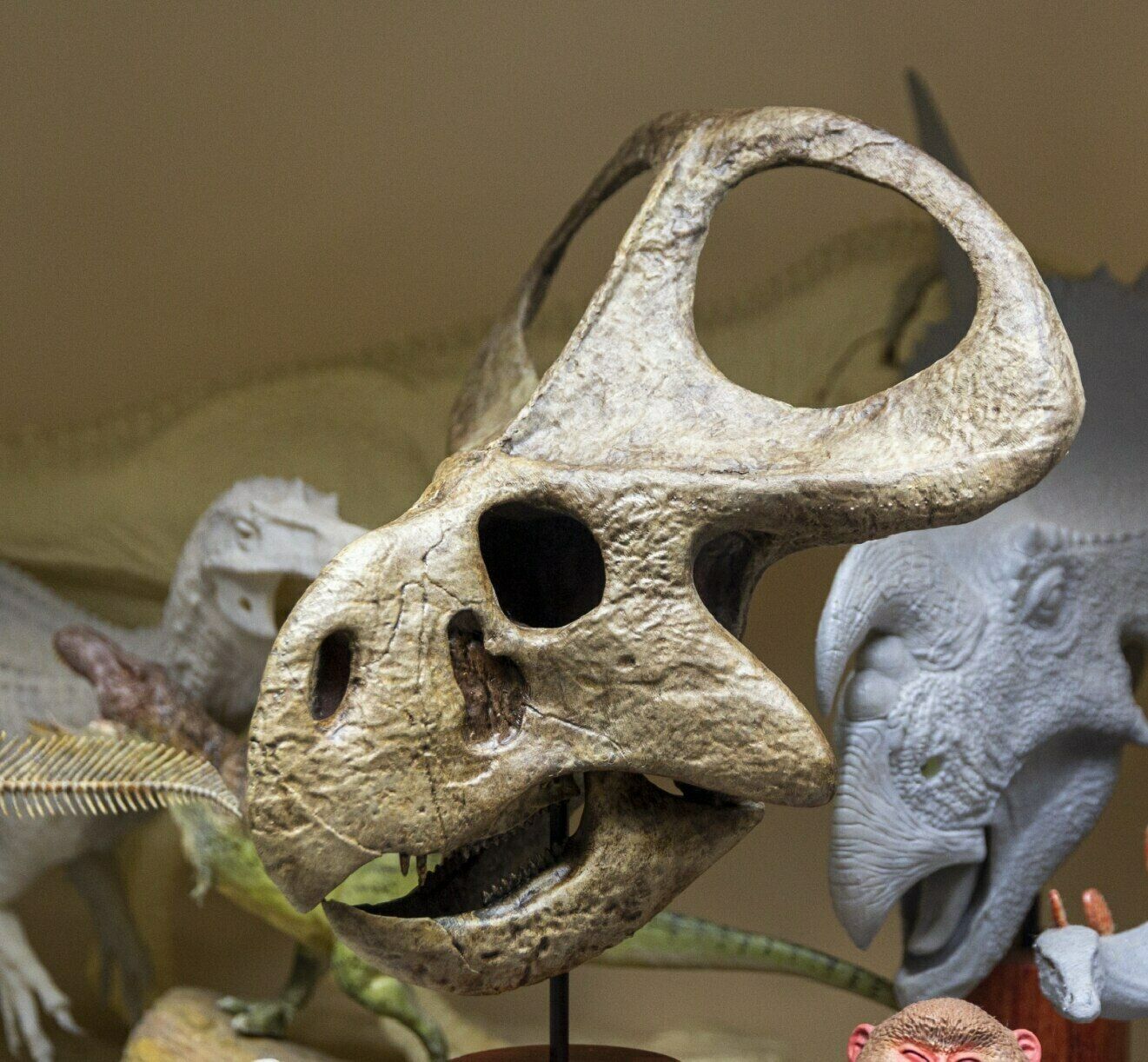 Protoceratops Skull Model