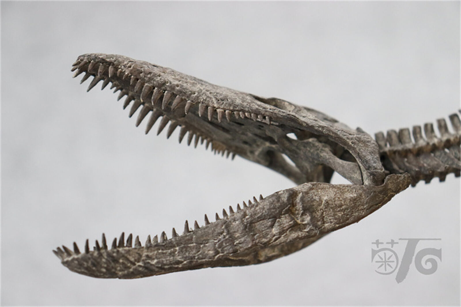 1/20 Pliosaurus Skeleton Model