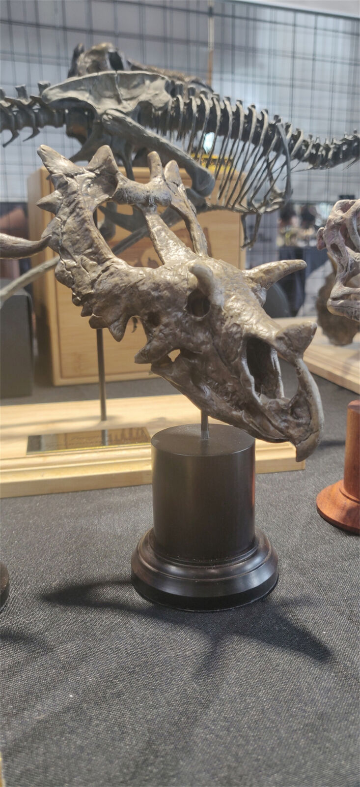 Spiclypeus Shipporum Skull Model