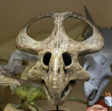 Protoceratops Skull Model