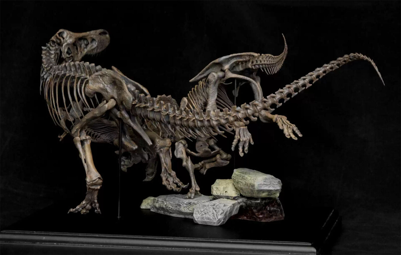VWUVWU 1/20 Tyrannosaurus VS Triceratops Skeleton Model
