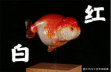 Lanshou Goldfish Model