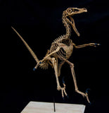 1/2 Velociraptor Skeleton Model