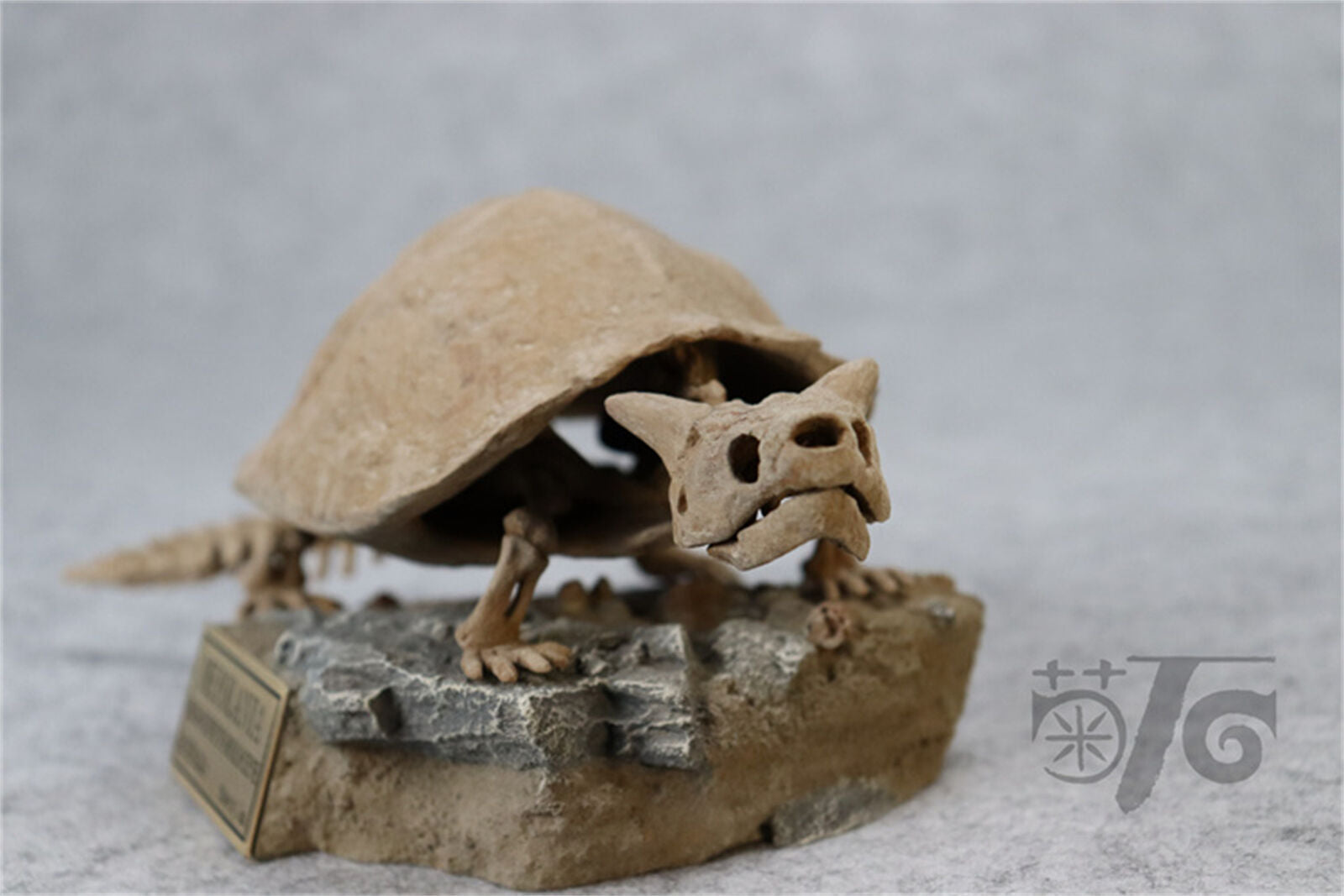 1/10 Meiolania Skeleton Model