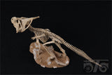 1/10 Protoceratops Skeleton Model