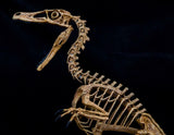 1/2 Velociraptor Skeleton Model