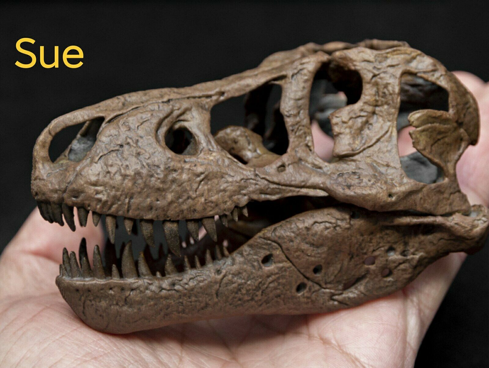 Tyrannosaurus Skull Model