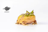 ESANSTOY Surinam Horned Frog Model