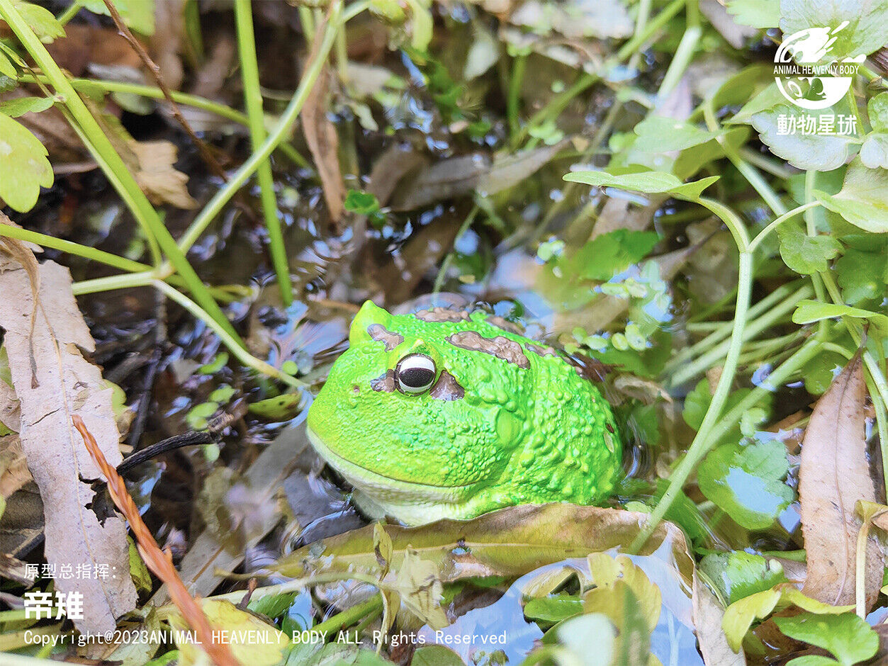 Animal Planet 13 Frog Blind Box Model