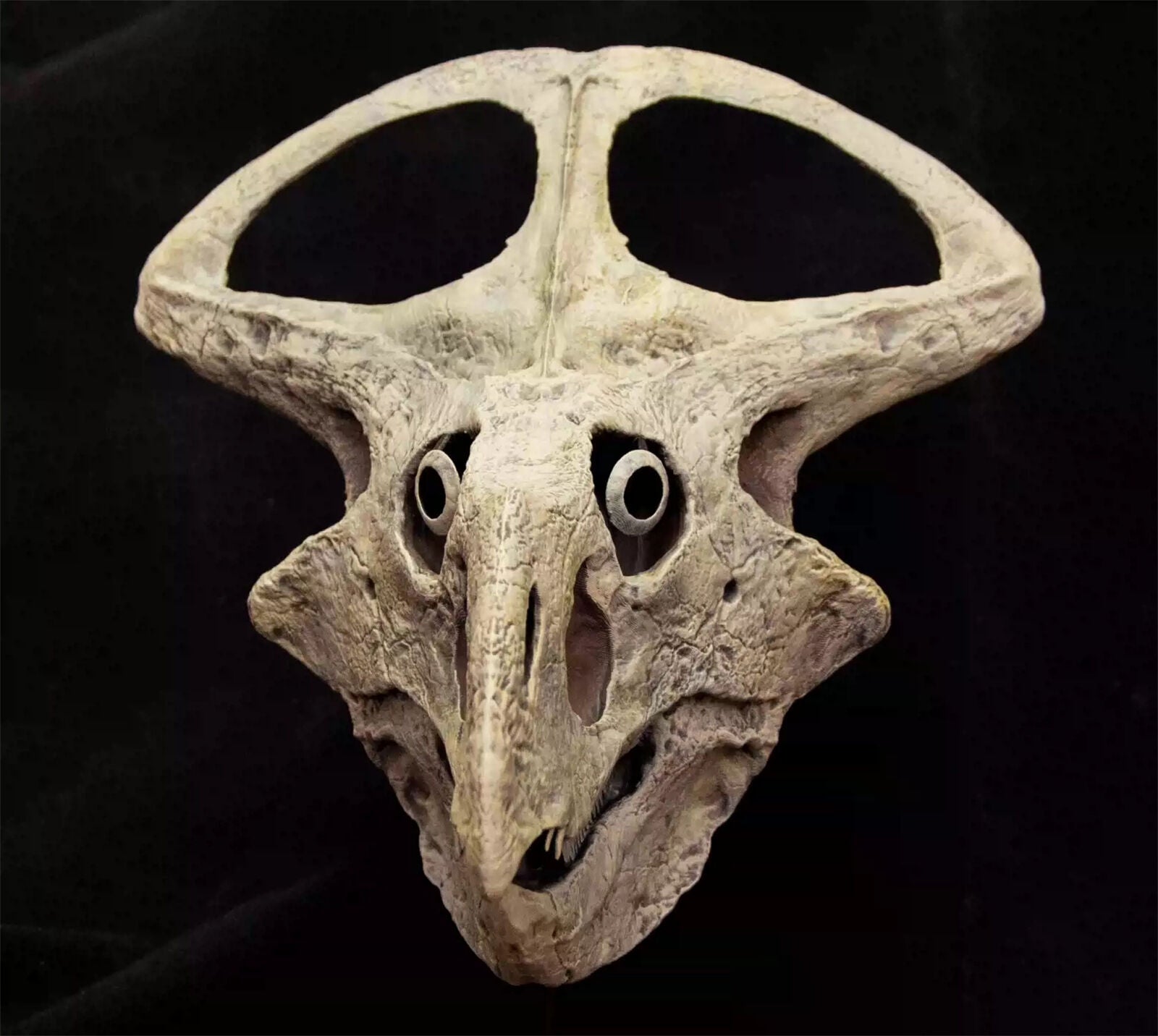 VWUVWU 1/3 Protoceratops Skull Model