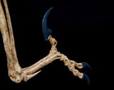 1/2 Velociraptor Skeleton Model