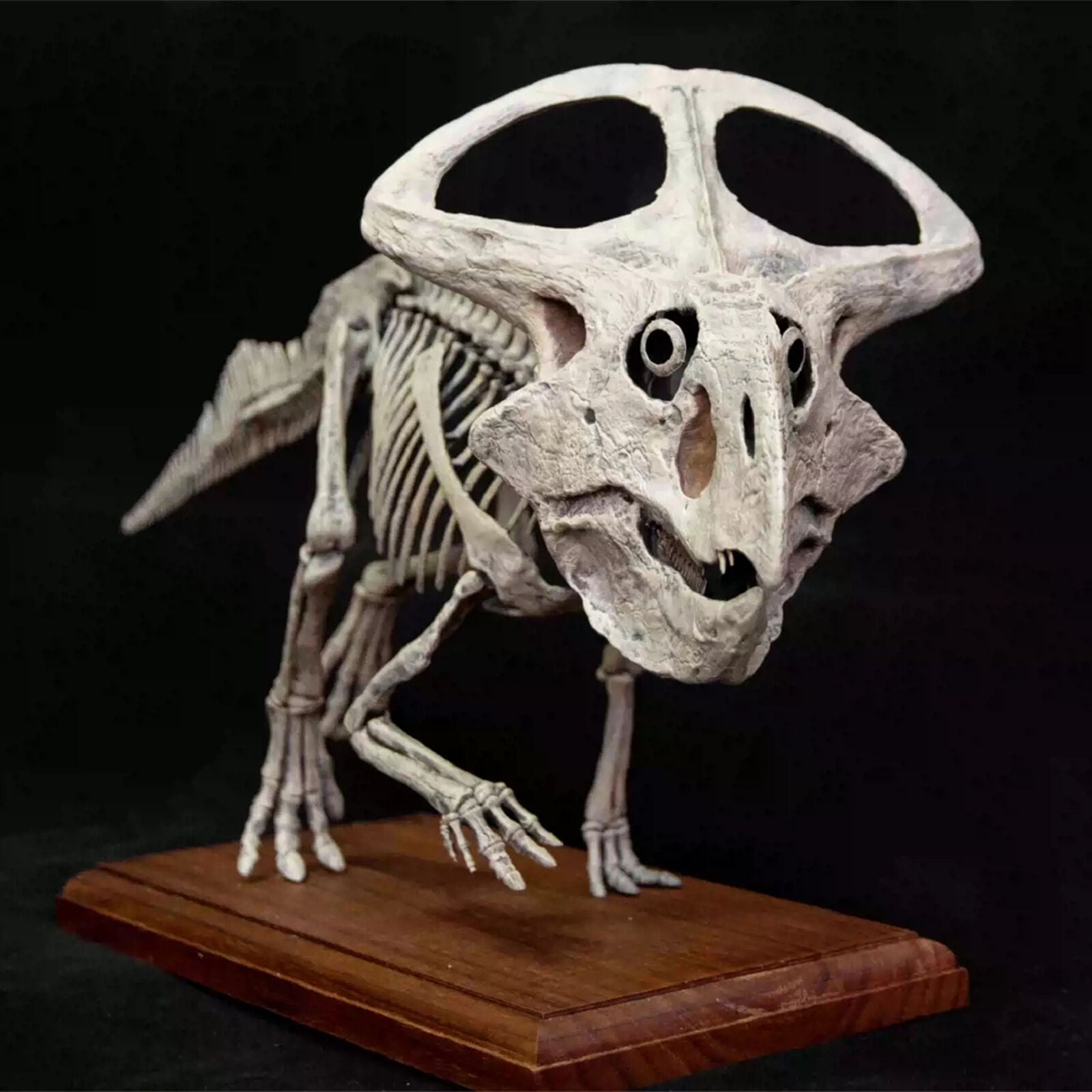 VWUVWU 1/4 Protoceratops Skeleton Model