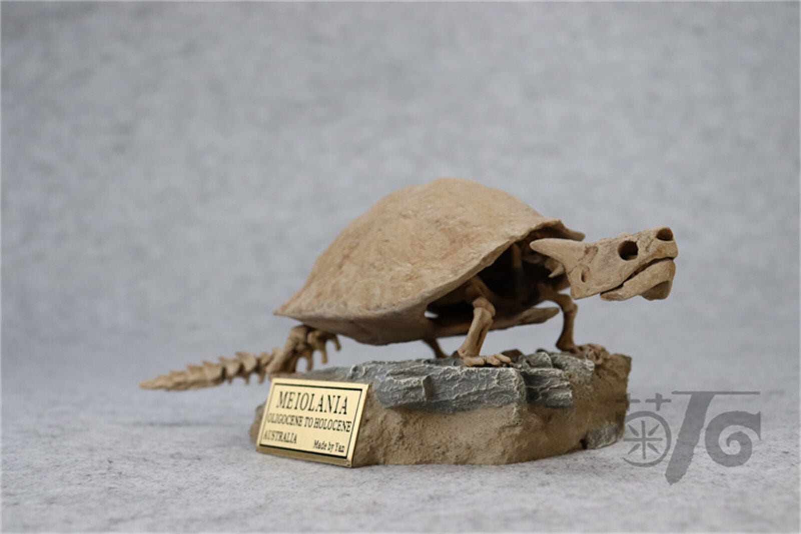 1/10 Meiolania Skeleton Model