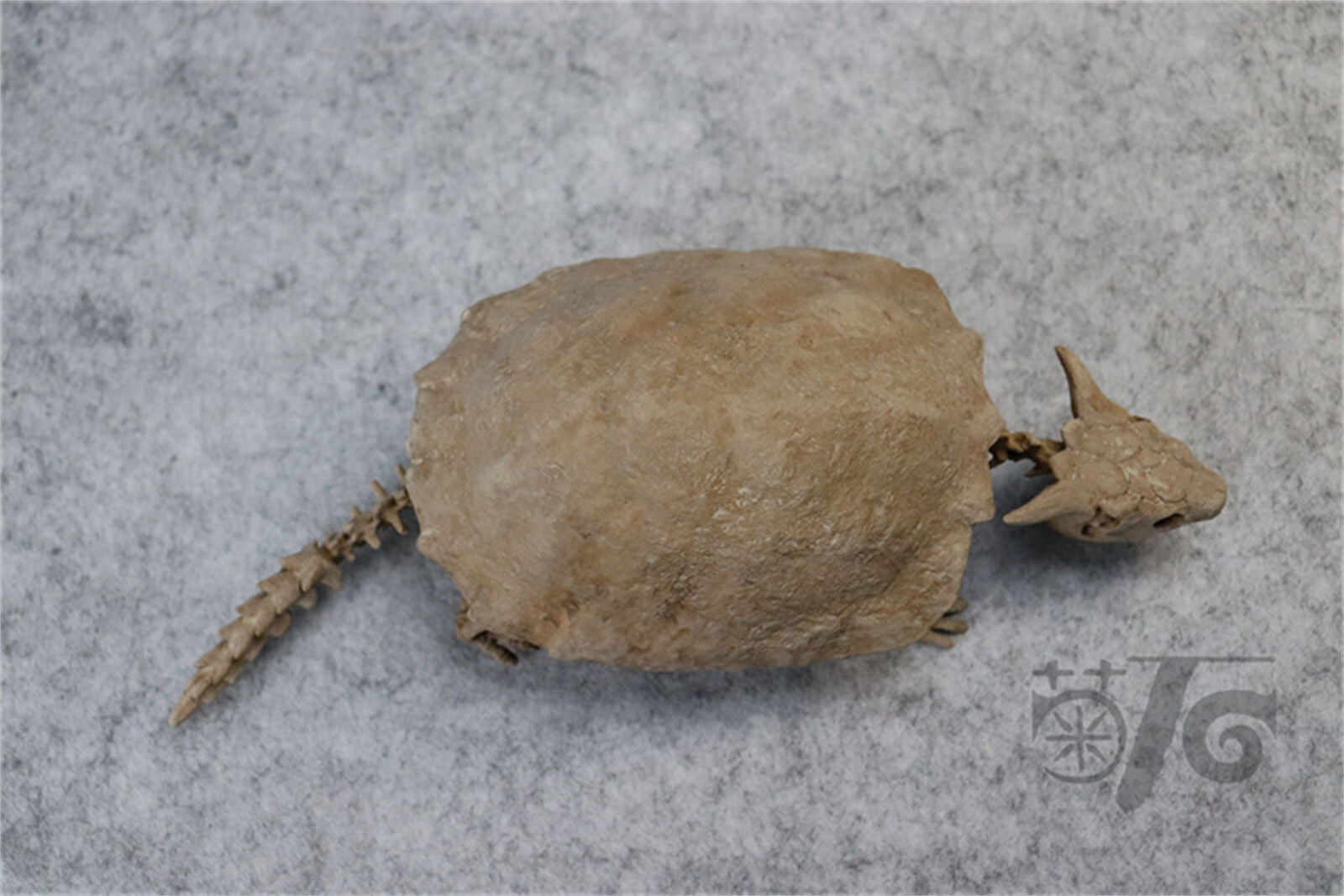 1/10 Meiolania Skeleton Model