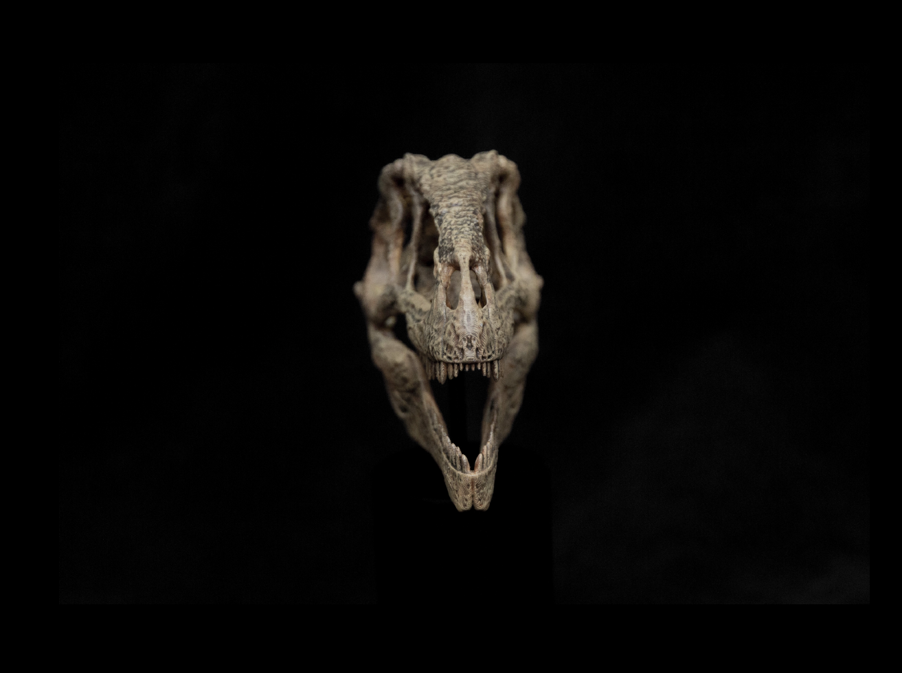 Giganotosaurus Skull Model
