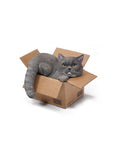JXK Small The Cat In The Delivery Box 3.0 Model
