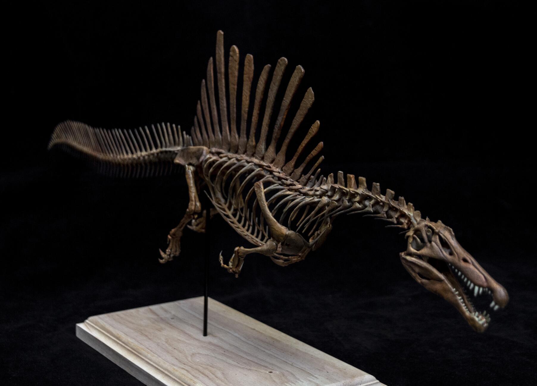 1/20 Spinosaurus Skeleton Model
