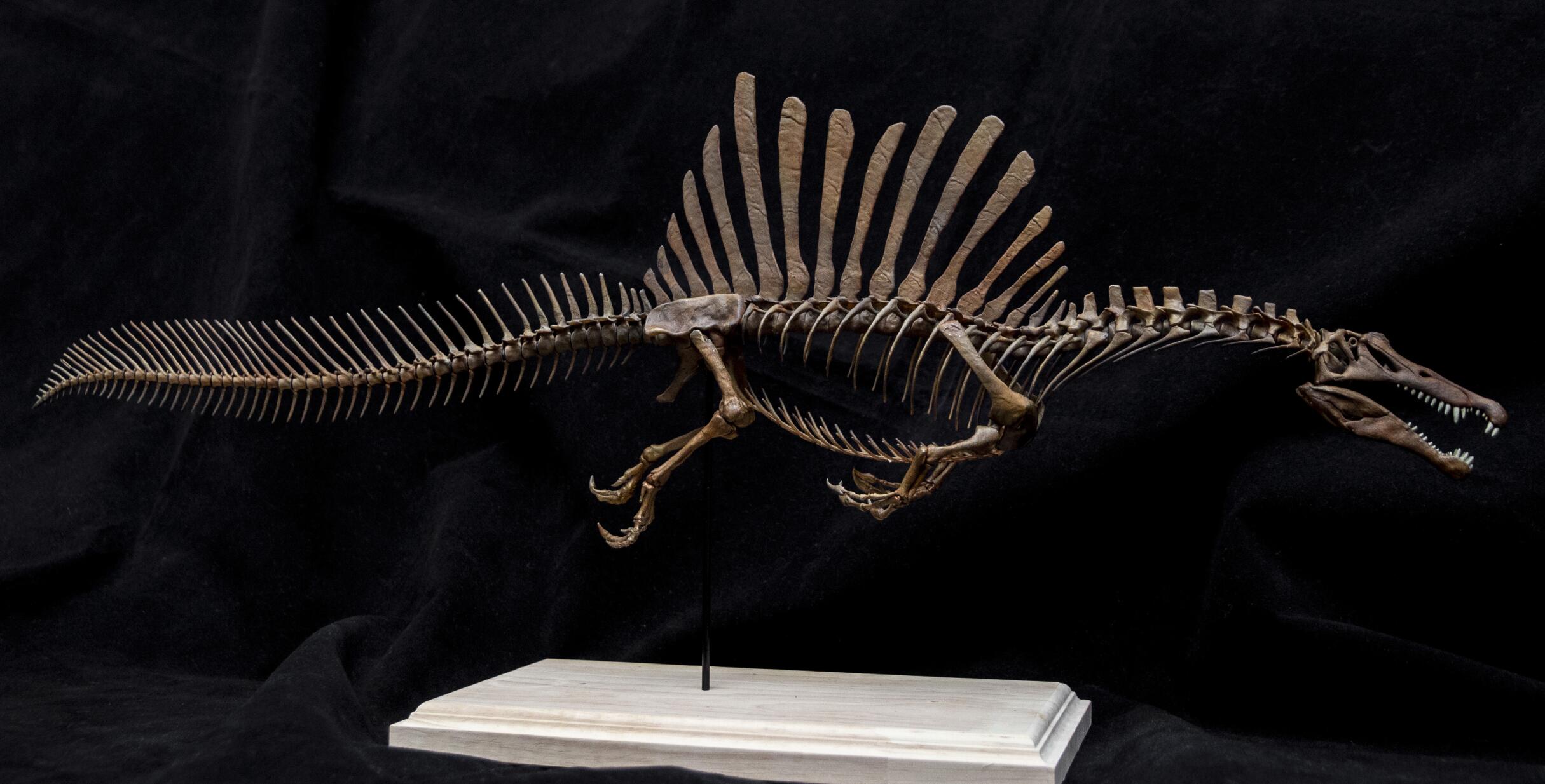 1/20 Spinosaurus Skeleton Model