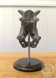 Carnotaurus Skull Skeleton Model