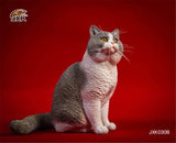 JXK 1/6 British Shorthair Cat Figure