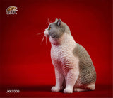 JXK 1/6 British Shorthair Cat Figure