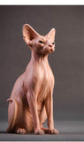 JXK Canadian Hairless Cat Figure