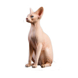 JXK Canadian Hairless Cat Figure