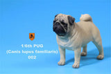 Mr.Z 1/6 Pug Dog Figure