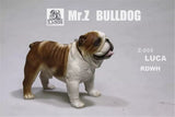 Mr.Z 1/6 British Bulldog Figure