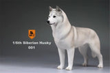 Mr.Z 1/6 Siberian Husky Figure