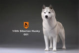 Mr.Z 1/6 Siberian Husky Figure