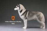 Mr.Z 1/6 Siberian Husky Figure