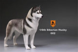 Mr.Z 1/6 Siberian Husky Figure